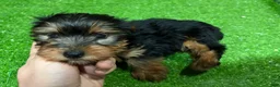 Yorkshire Terrier dogs for sale: Olive - Ad 1