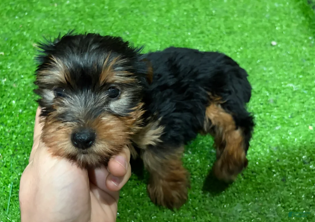 Yorkshire Terrier dogs for sale: Olive - Ad 1