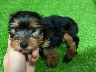 Yorkshire Terrier dogs Olive - Ad 17