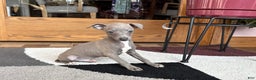 Italian Greyhound dogs for sale: Larry - Ad 16