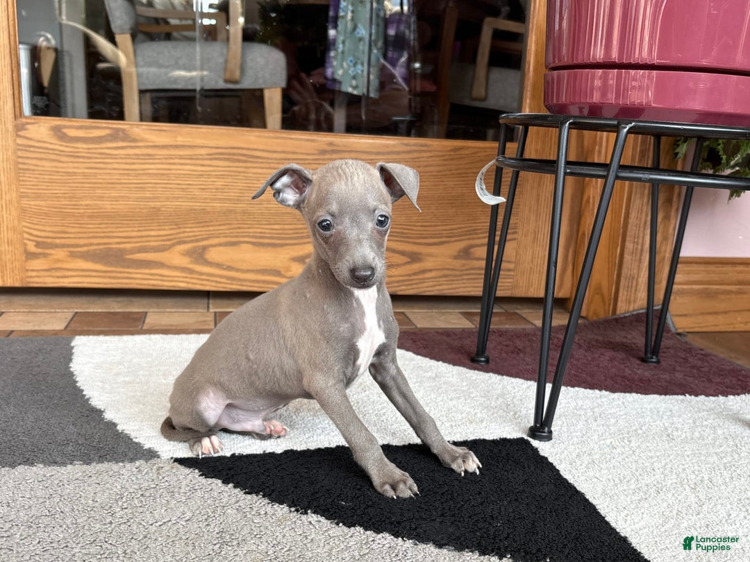 Italian Greyhound dogs for sale: Larry - Ad 16