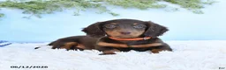 Miniature Dachshund dogs for sale: Sandy - Ad 4