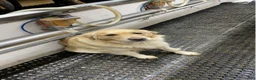 Golden Retriever dogs for sale: Golden Retriever Puppy 7, dark blue - Ad 2