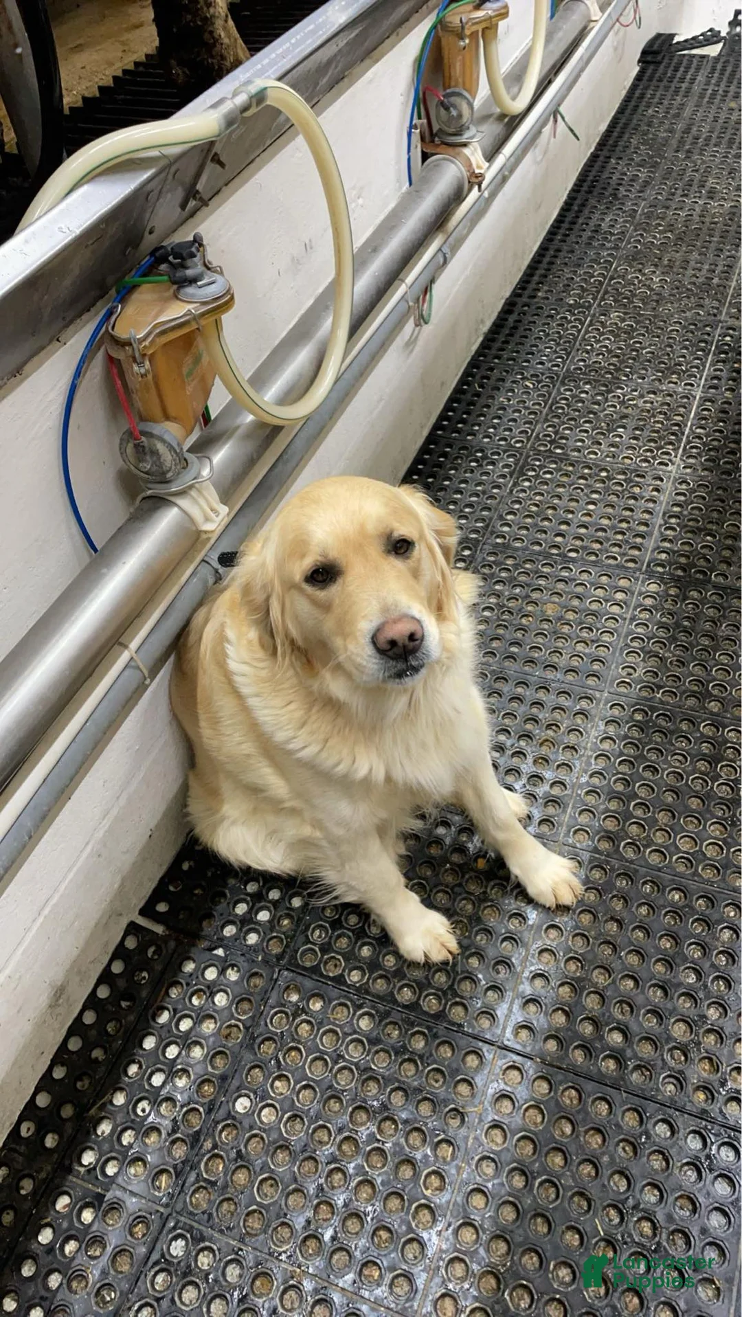Golden Retriever dogs for sale: Golden Retriever Puppy 7, dark blue - Ad 2