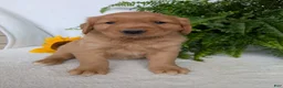 Golden Retriever dogs for sale: Brinkley  - Ad 10
