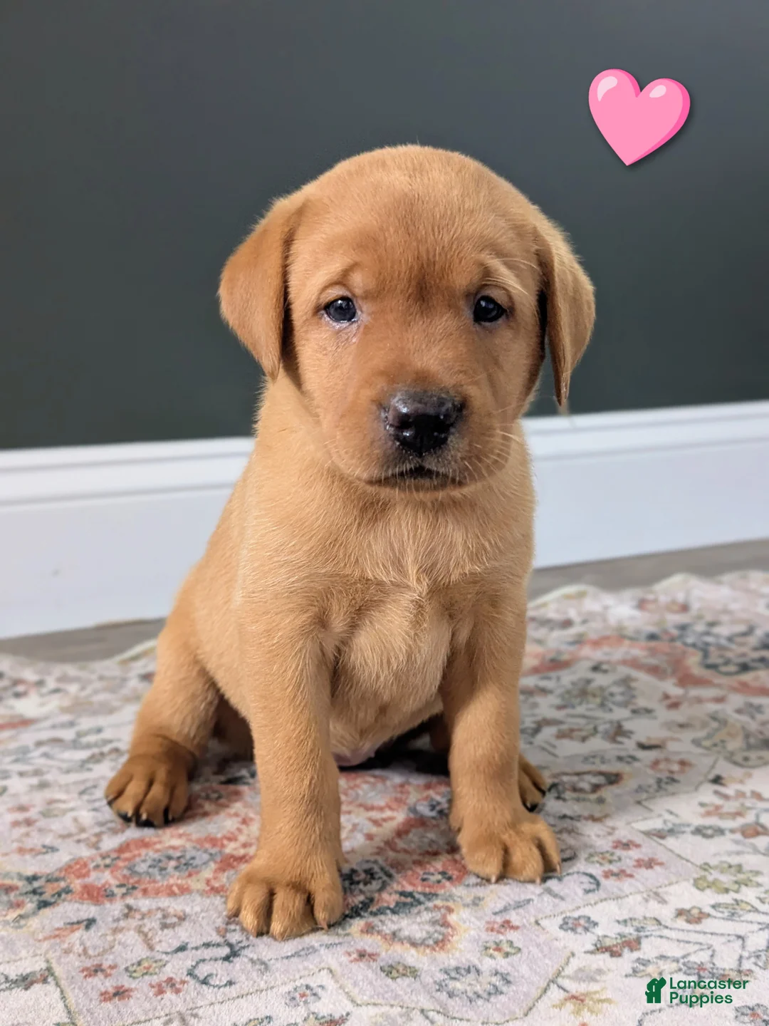Labrador Retriever dogs for sale: Rosie - Ad 1