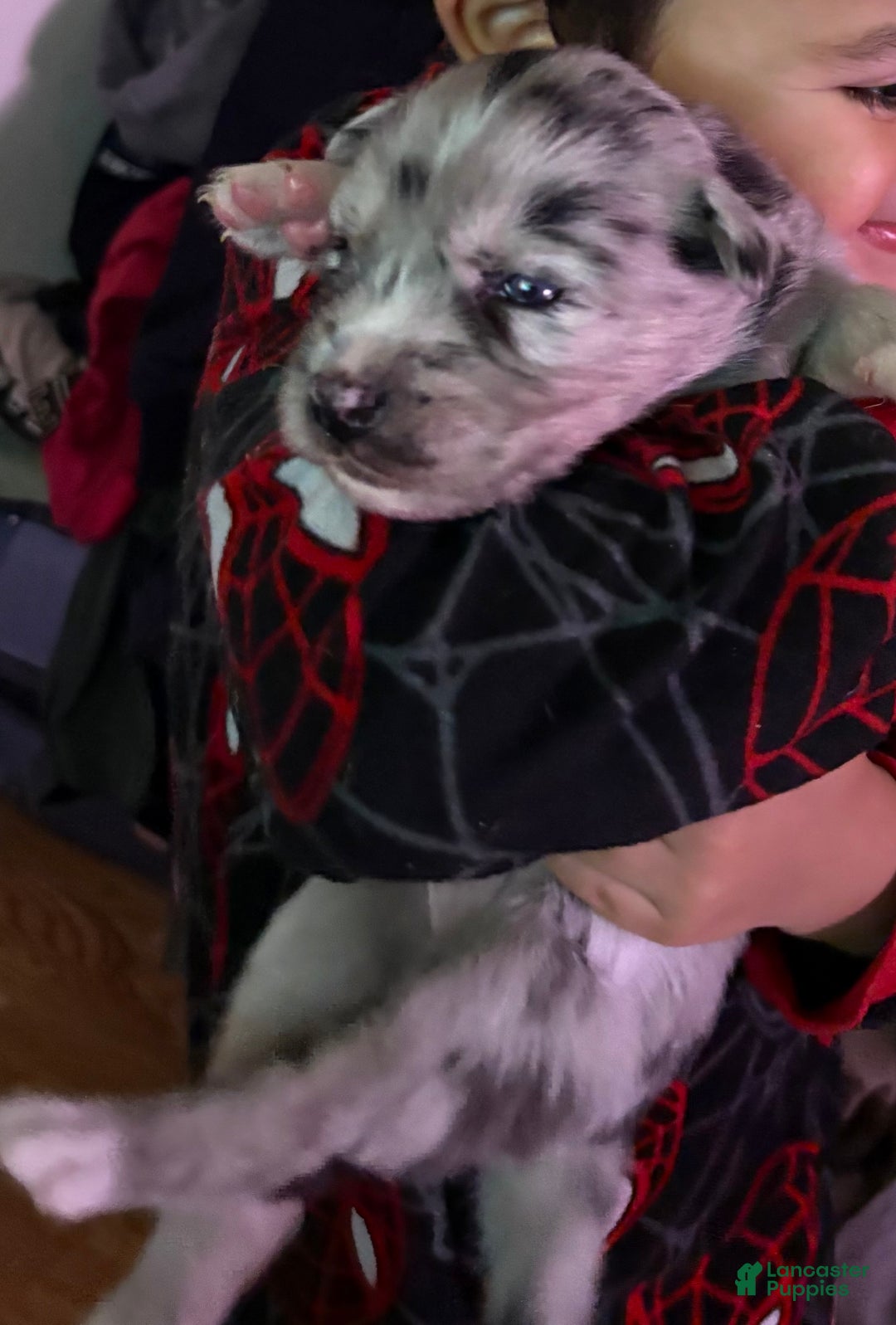 Mixed Breed dogs for sale: Kylo - Blue Merle - Ad 1