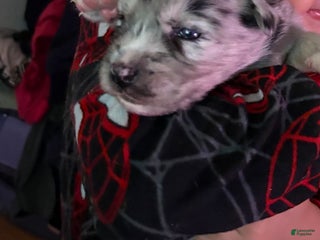 Mixed Breed dogs Kylo - Blue Merle - Ad 34