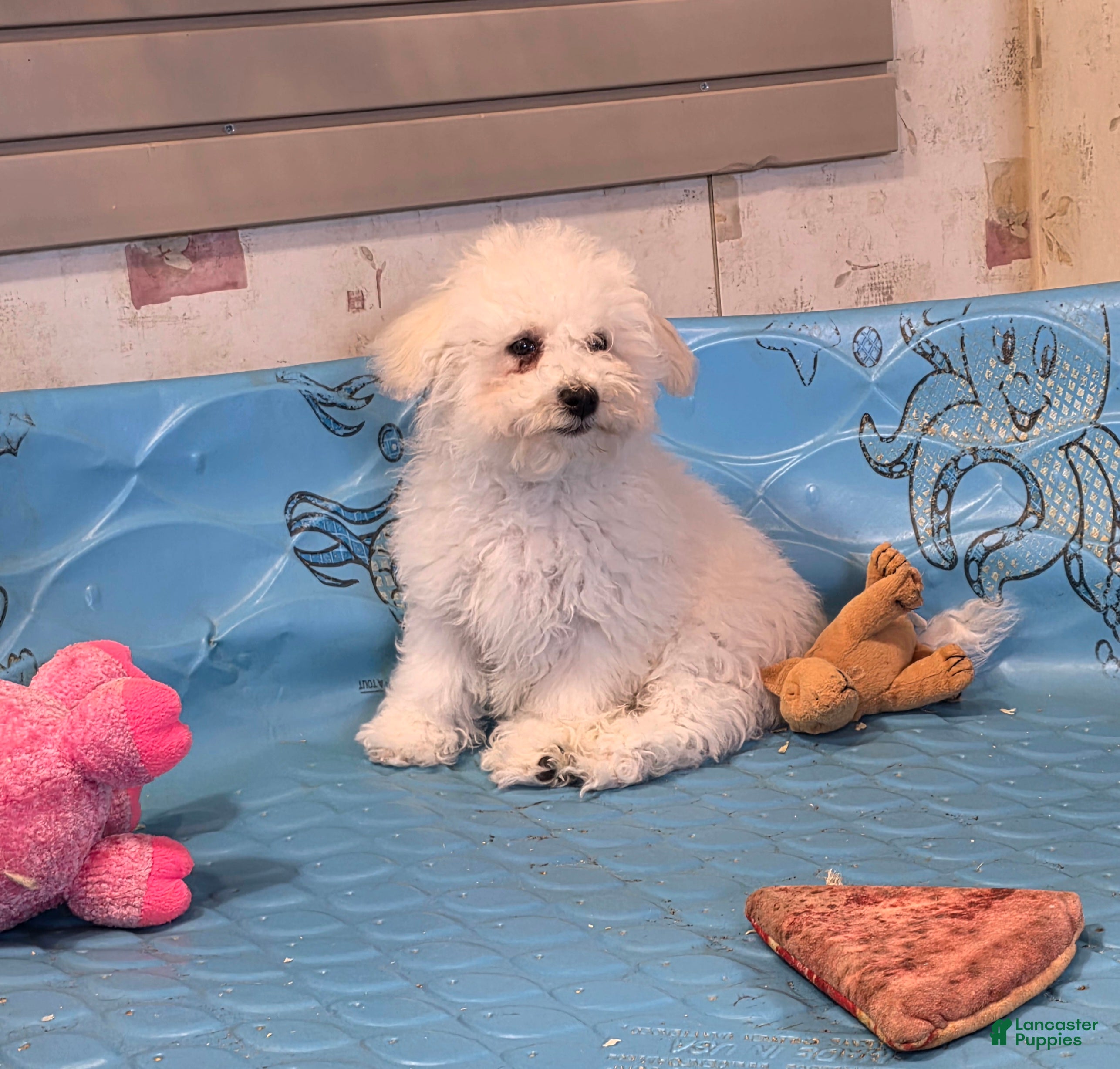 Bichon Frise dogs Blake - Ad 1