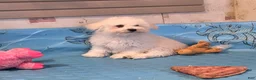 Bichon Frise dogs for sale: Blake - Ad 1