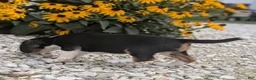 Beagle dogs for sale: Muffin - Ad 5