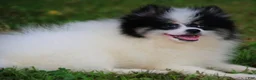 Pomsky dogs for sale: Trey - Ad 3