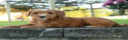 Mini Goldendoodle dogs for sale: Percival - Ad 4