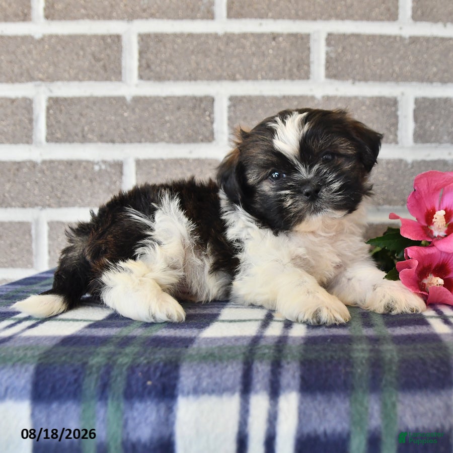 Shih Tzu dogs Trent - Ad 1