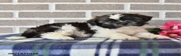 Shih Tzu dogs for sale: Trent - Ad 1