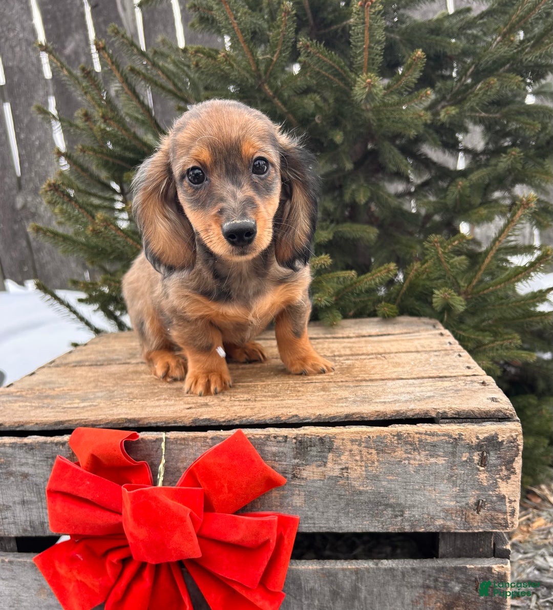 Miniature Dachshund dogs for sale: Sammy - Ad 1