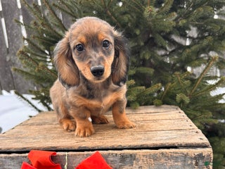Miniature Dachshund dogs Sammy - Ad 35