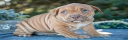 American Bully dogs for sale: Evie - Ad 2