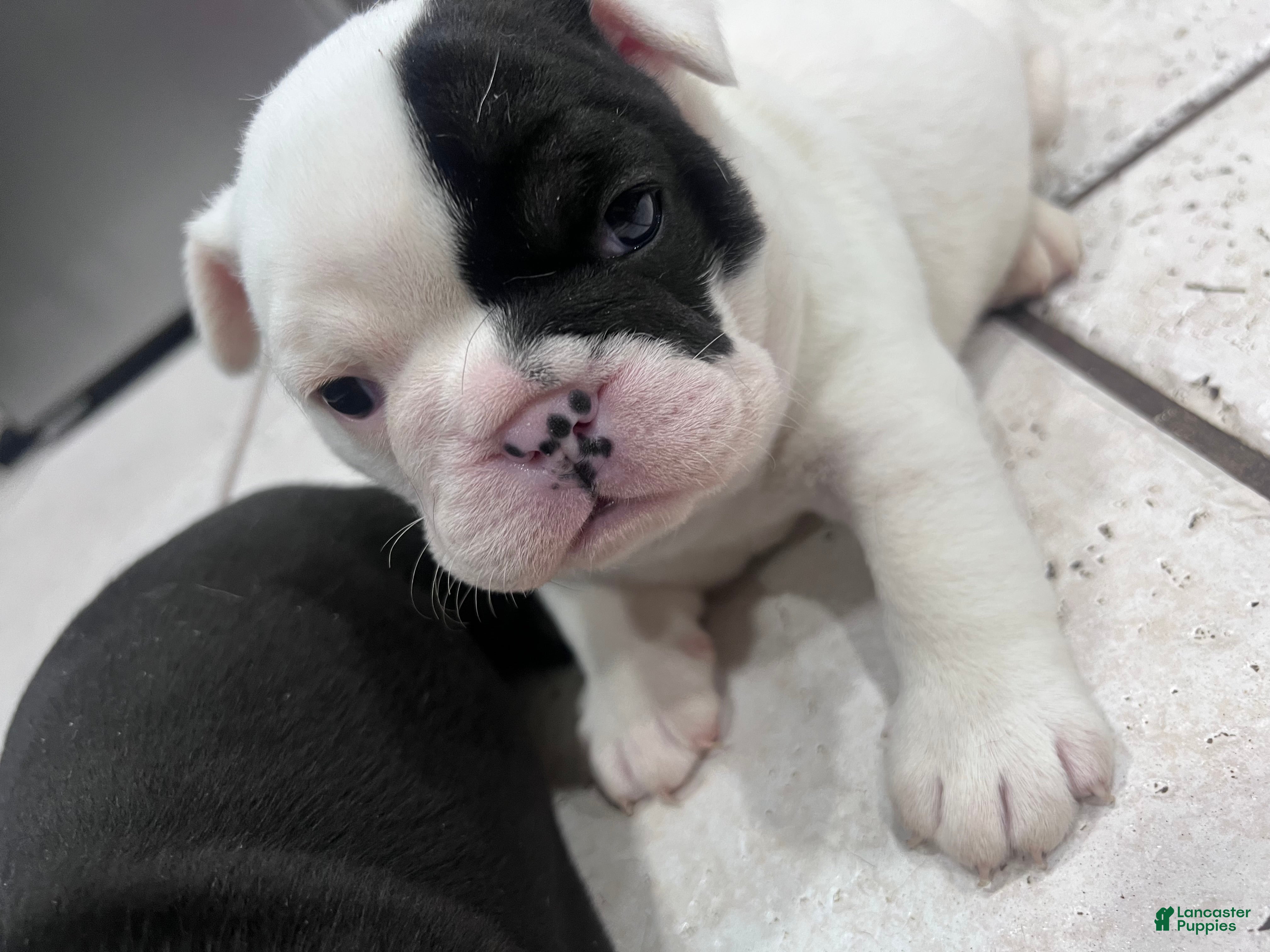 Mixed Breed dogs Mixed Breed Puppy 2 - Ad 29