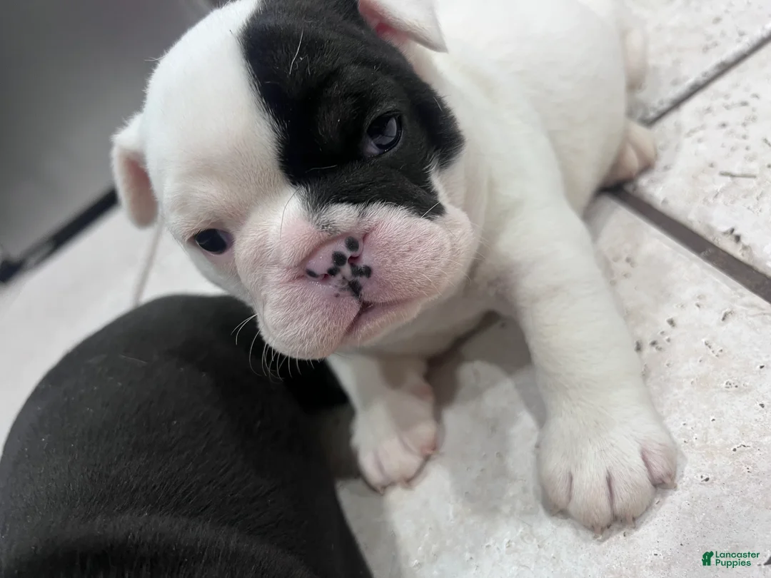 Mixed Breed dogs for sale: Mixed Breed Puppy 2 - Ad 1