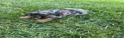 Mixed Breed dogs for sale: Red Munchkin Bernedoodle - Ad 9