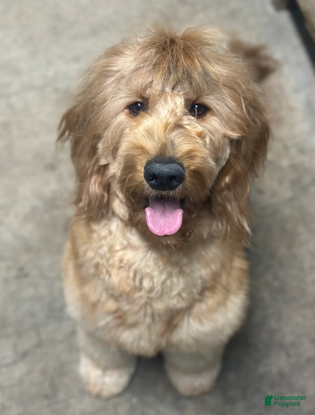 Mixed Breed dogs for sale: Jenna - Ad 2