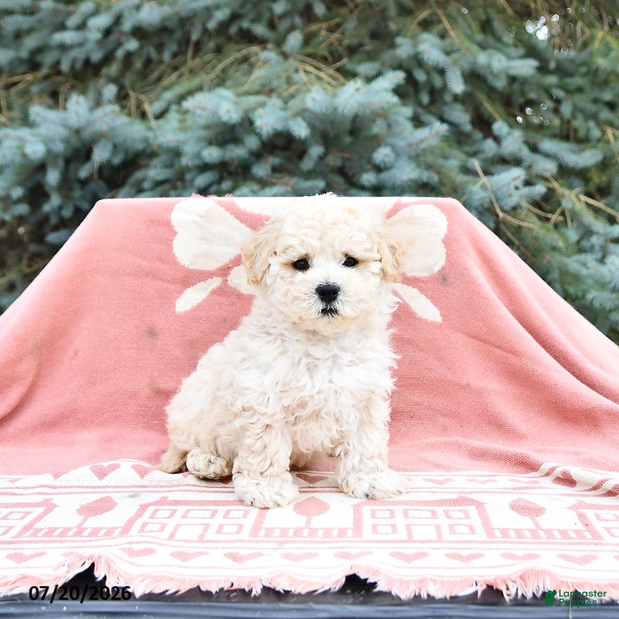 Maltipoo dogs Russell - Ad 2