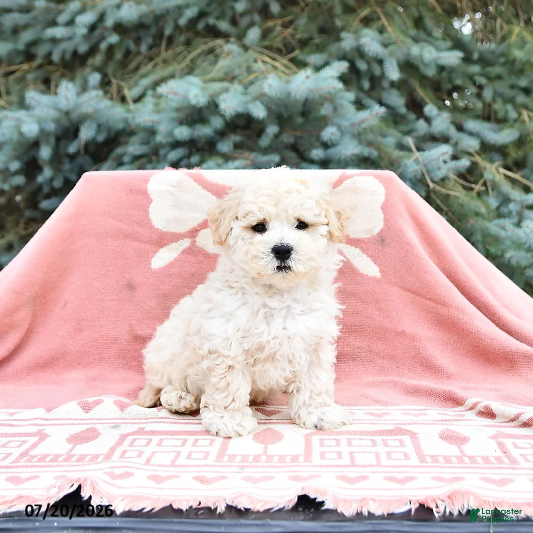 Maltipoo dogs for sale: Russell - Ad 2