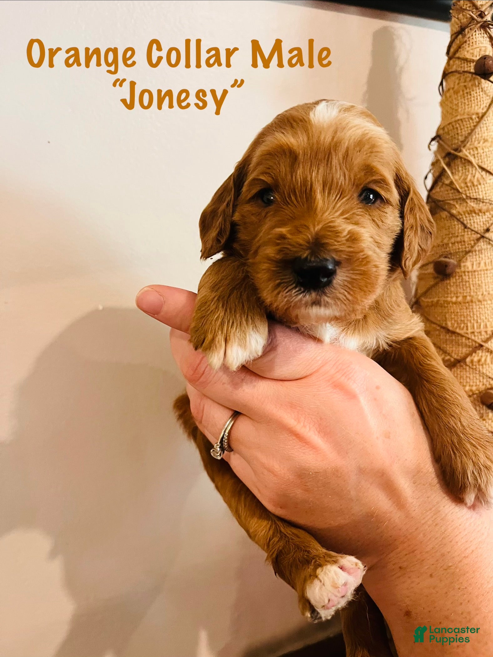 Irish Doodle dogs Orange Collar - “Jonesy” - Ad 2