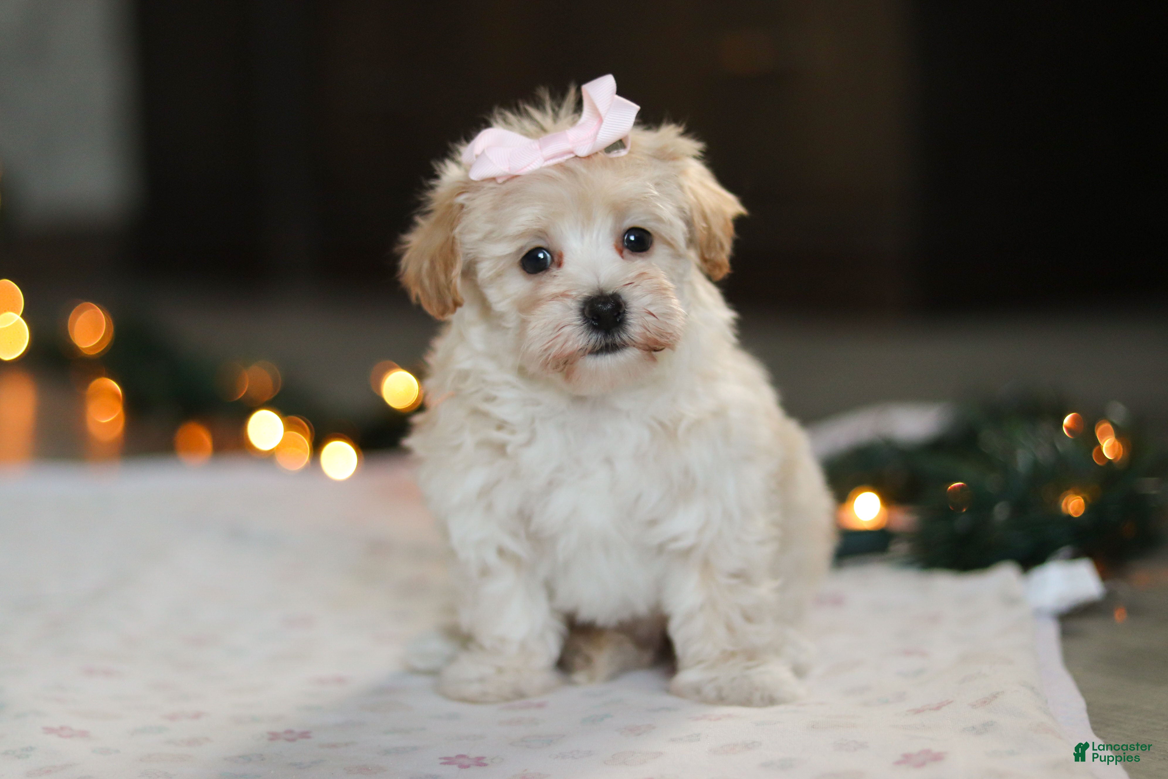 Havapoo dogs Clover - Ad 20