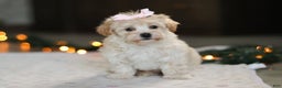Havapoo dogs for sale: Clover - Ad 1