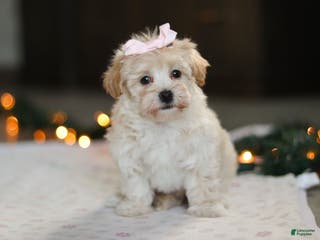 Havapoo dogs Clover - Ad 27