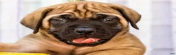 English Mastiff dogs for sale: Murphy - Ad 6
