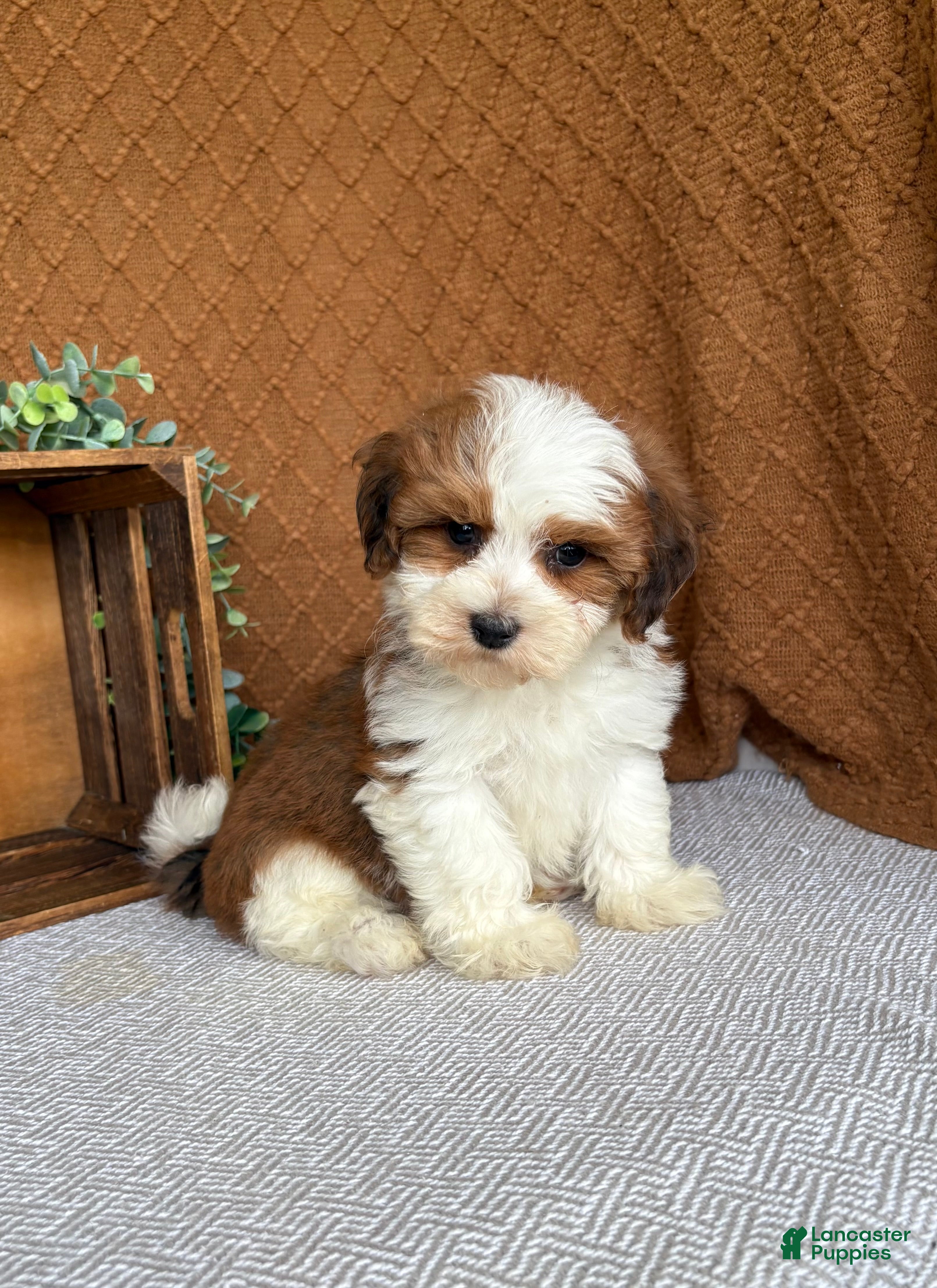Havanese dogs Theo  - Ad 1