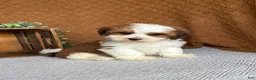 Havanese dogs for sale: Theo  - Ad 1