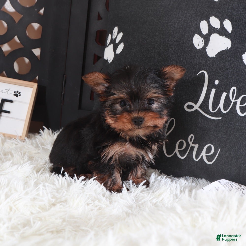 Yorkshire Terrier dogs Yorkshire Terrier Dino - Ad 35