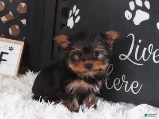 Yorkshire Terrier dogs Yorkshire Terrier Dino - Ad 1