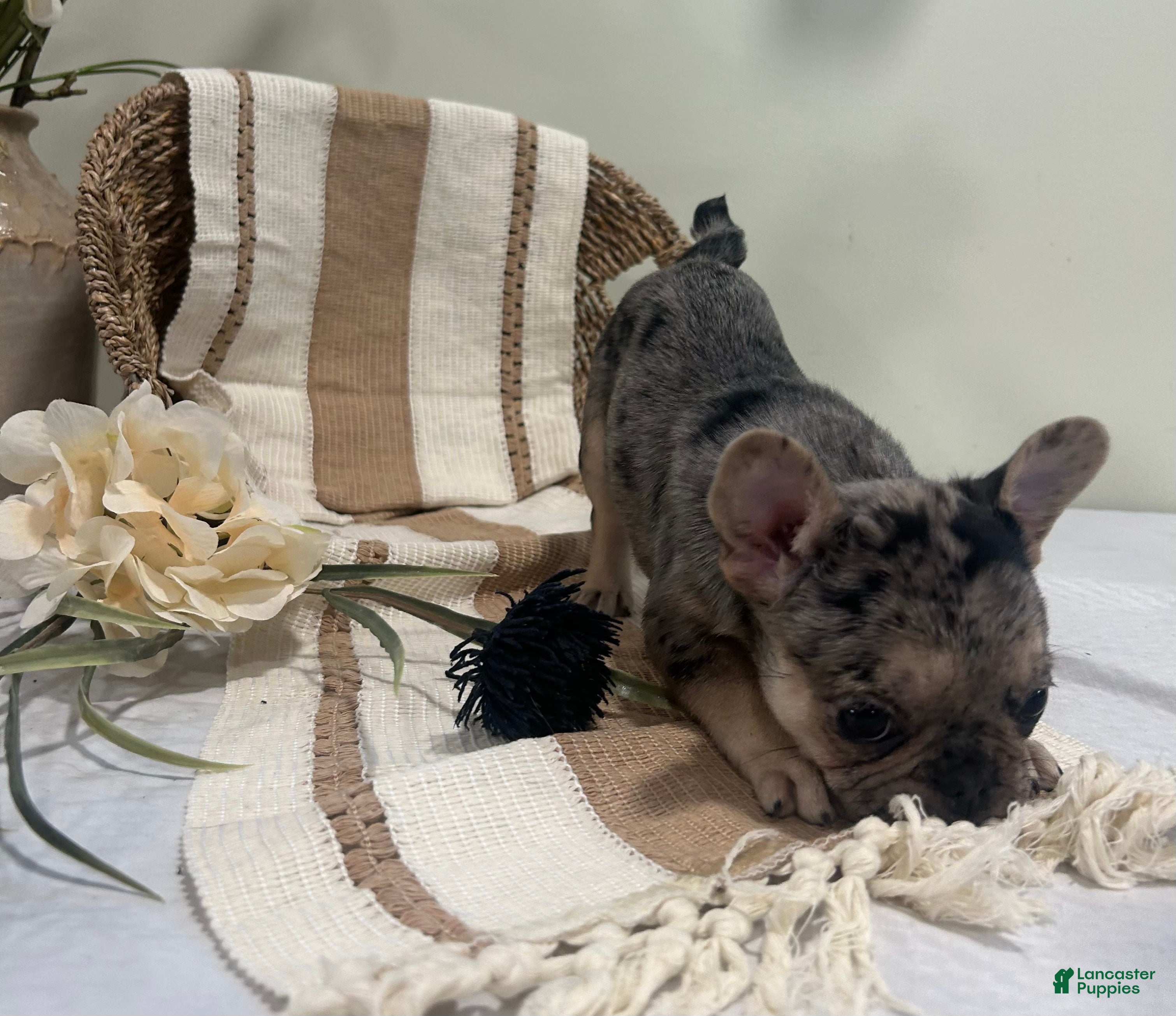 Frug dogs Stella - Ad 2