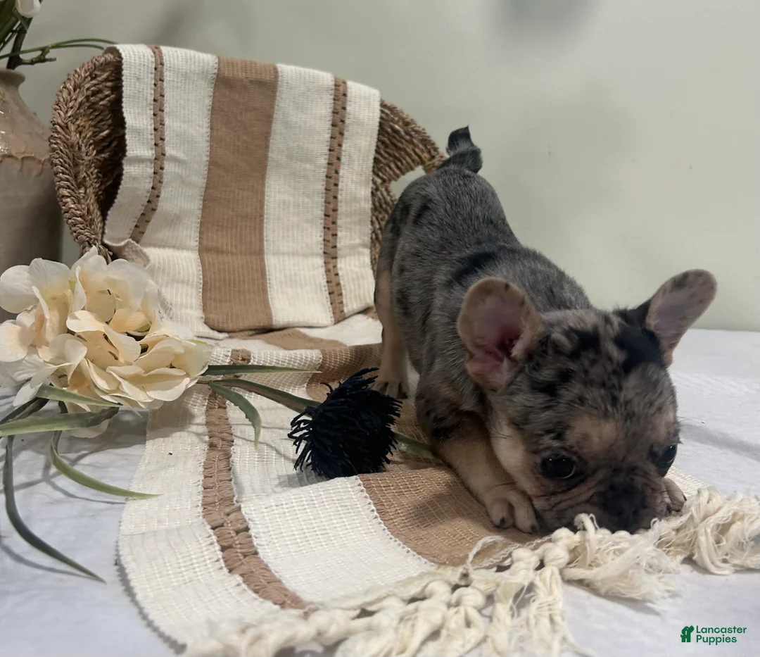 Frug dogs for sale: Stella - Ad 2