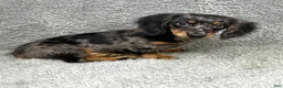 Miniature Dachshund dogs for sale: Luke - Ad 5