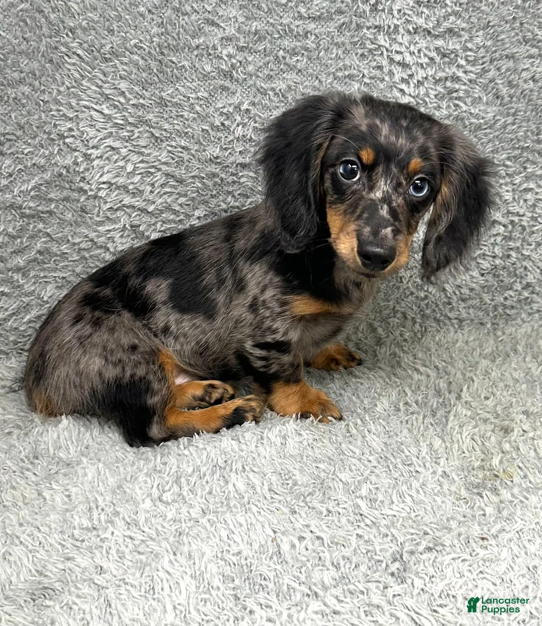Miniature Dachshund dogs for sale: Luke - Ad 5