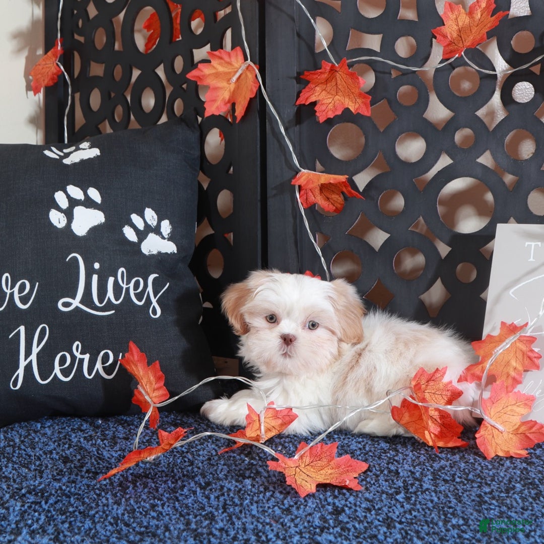 Shih Tzu dogs for sale: Charlie - Ad 3