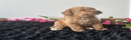 Mini Goldendoodle dogs for sale: Brody - Ad 12