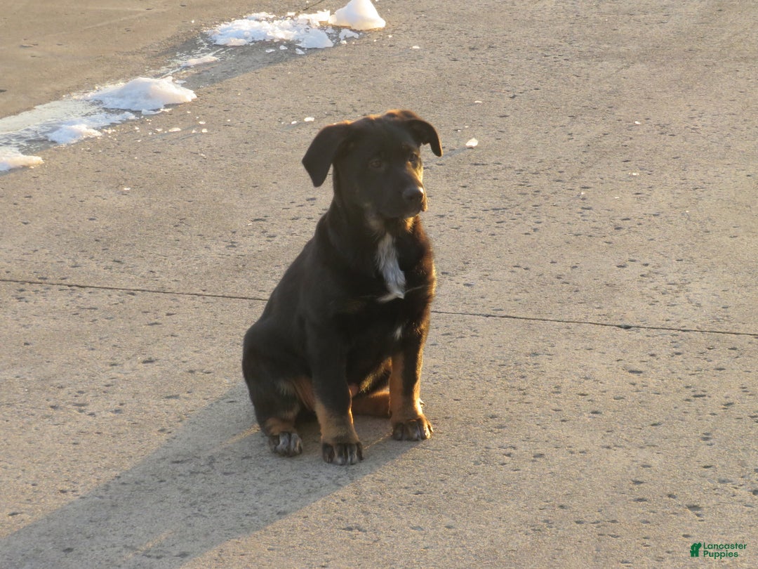 German Shepherd dogs for sale: Millie - Ad 10