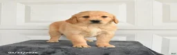 Golden Retriever dogs for sale: Blossom - Ad 3