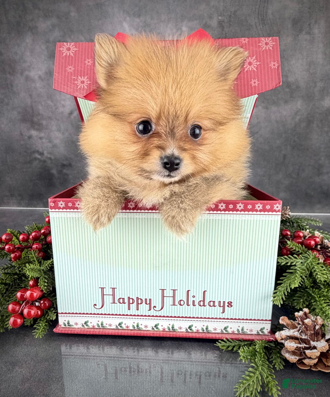 Pomeranian dogs for sale: Pomeranian Puppy 3 - Ad 1