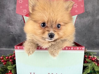 Pomeranian dogs Pomeranian Puppy 3 - Ad 2