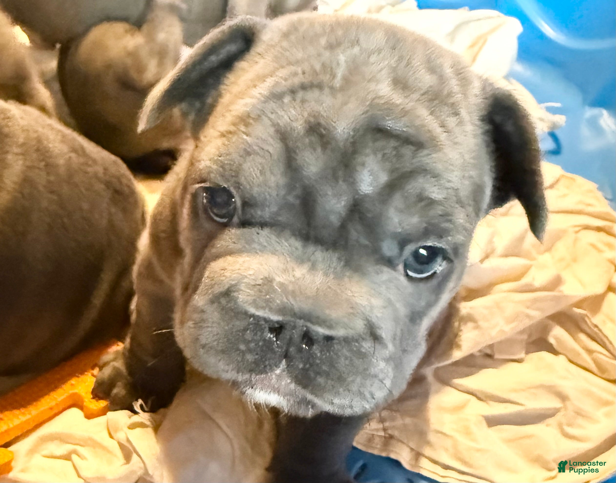 French Bulldog dogs French Bulldog 4 - Ad 32