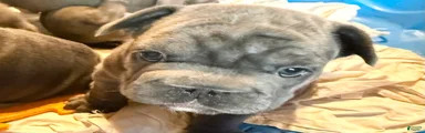 French Bulldog 4