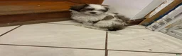 Shih Tzu dogs for sale: Shih Tzu 1 - Ad 4